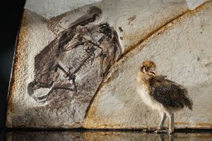 The fluff on this pheasant chick may resemble the downy feathers of ancient reptiles such as the pterosaur, whose fossil is at left. Photograph by Robert Clark, National Geographic 